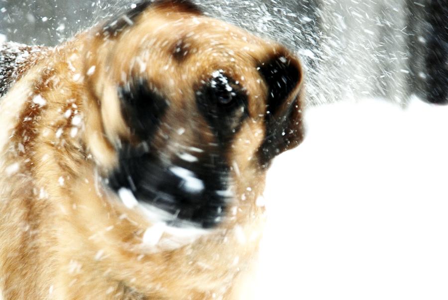 Dog Blizzard - German Shepherd Photograph by Angie Tirado