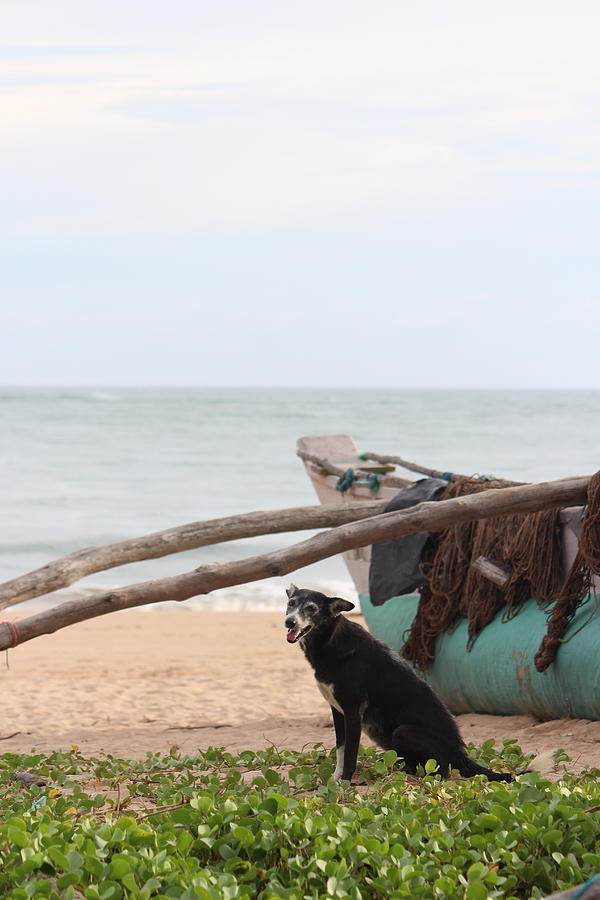 Dog, Boat, Ocean, Sri Lanka Photograph by Jennifer Mazzucco