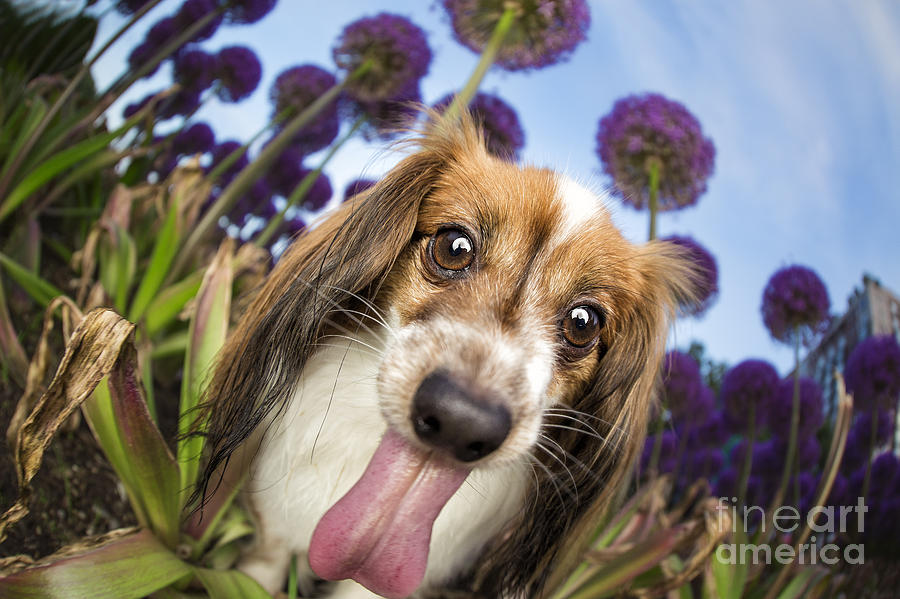 Dog Breath Photograph by Leslie Leda