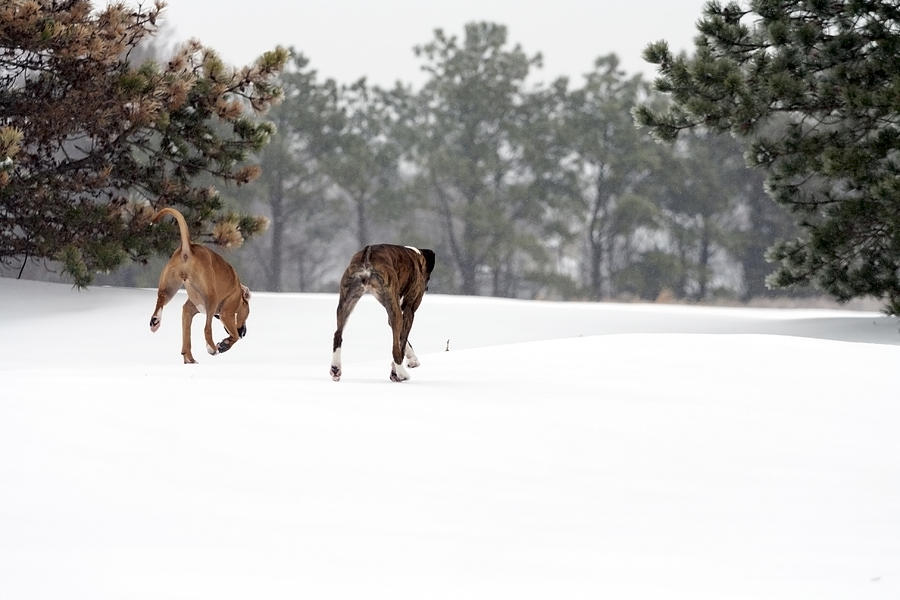Dog Buddies in the Snow Photograph by Travis Rogers