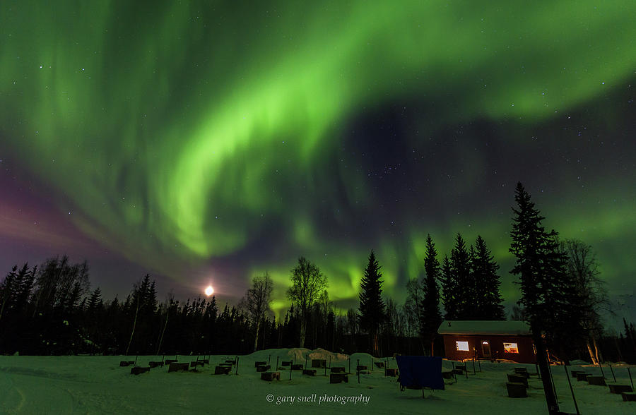 Dog Camp Aurora, Alaska Photograph by Gary Snell - Fine Art America