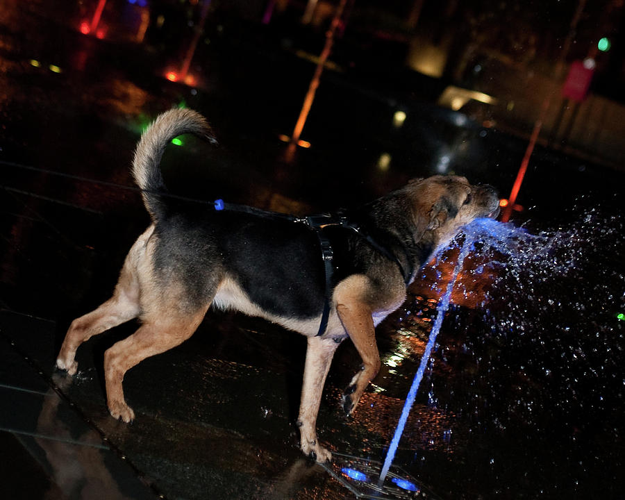 Dog catching fountain Photograph by David Coblitz