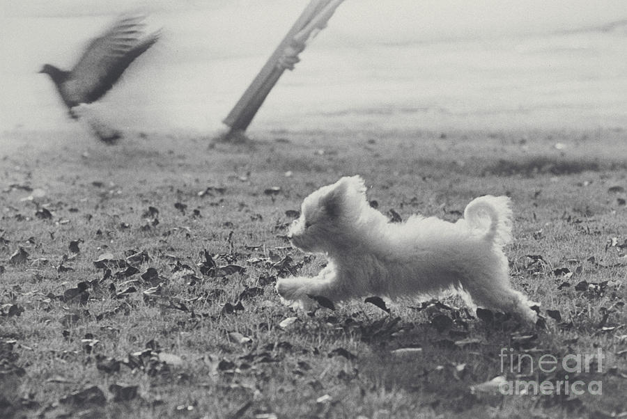 Dog Chasing A Pigeon Photograph by Lynn Lennon