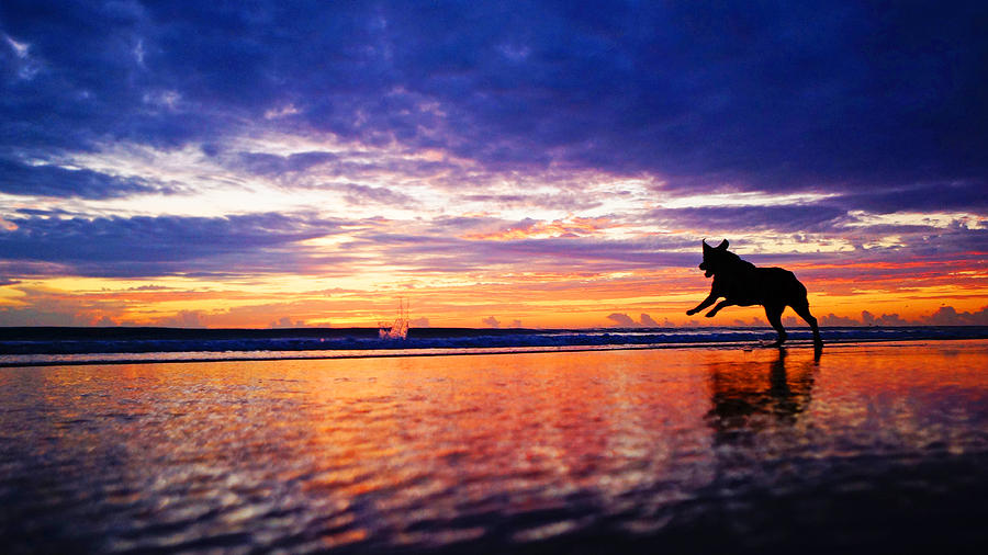 Dog Chasing Stick At Sunrise Photograph by Lawrence S Richardson Jr