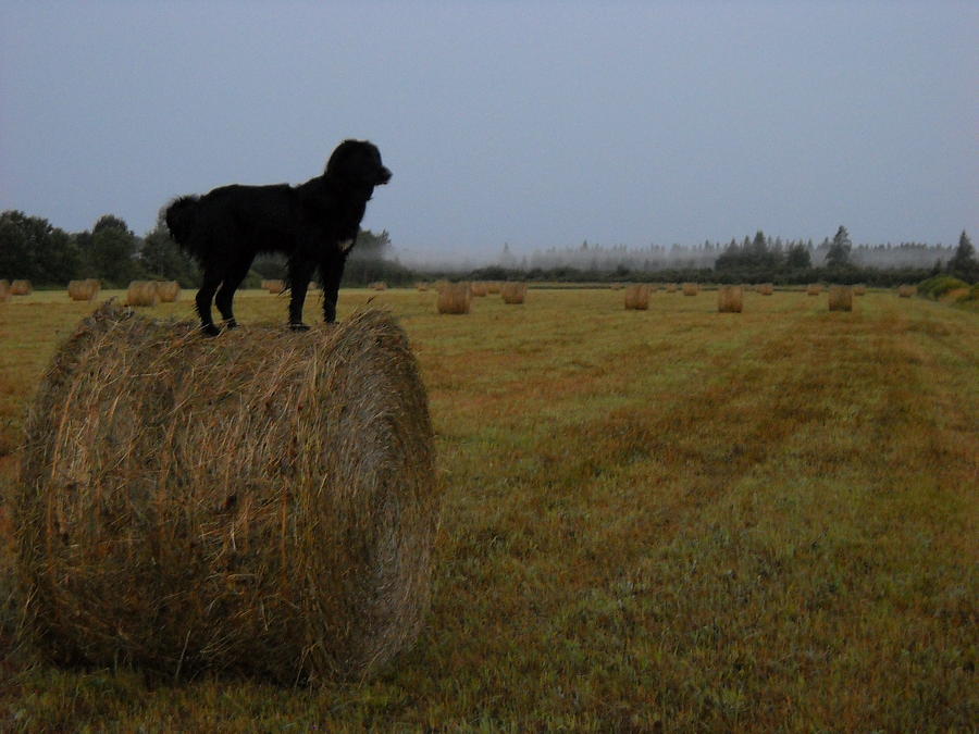 Dog Checking Hay Field Photograph by Kent Lorentzen
