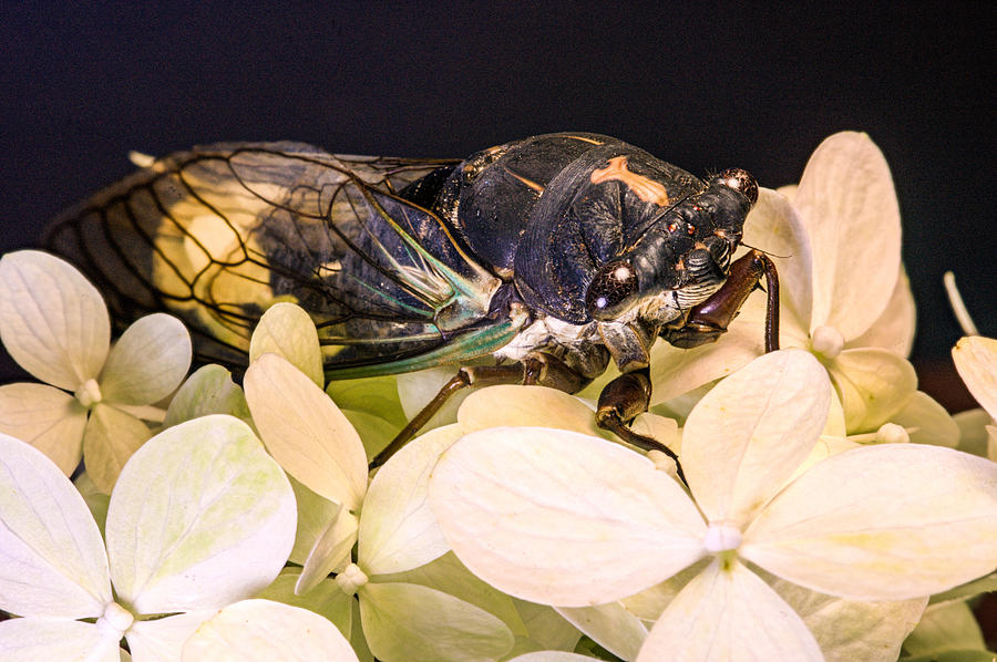Insects Photograph - Dog Day Cicada on Flower Cluster by Douglas Barnett