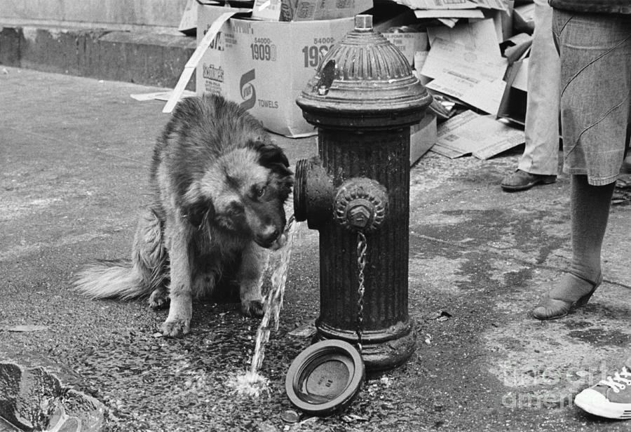 Dog Days Of Summer Photograph by Lynn Lennon