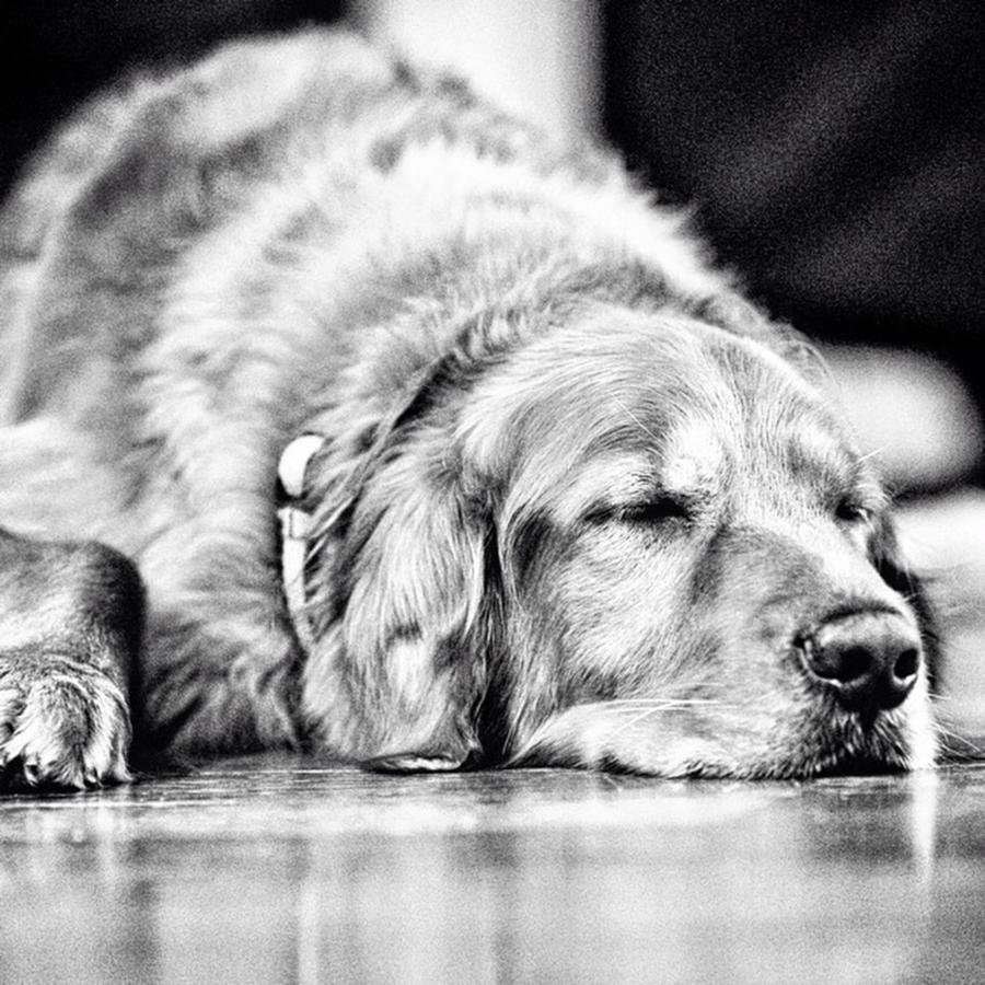 Summer Photograph - Dog Days Of Summer #tucker #louisiana by Scott Pellegrin