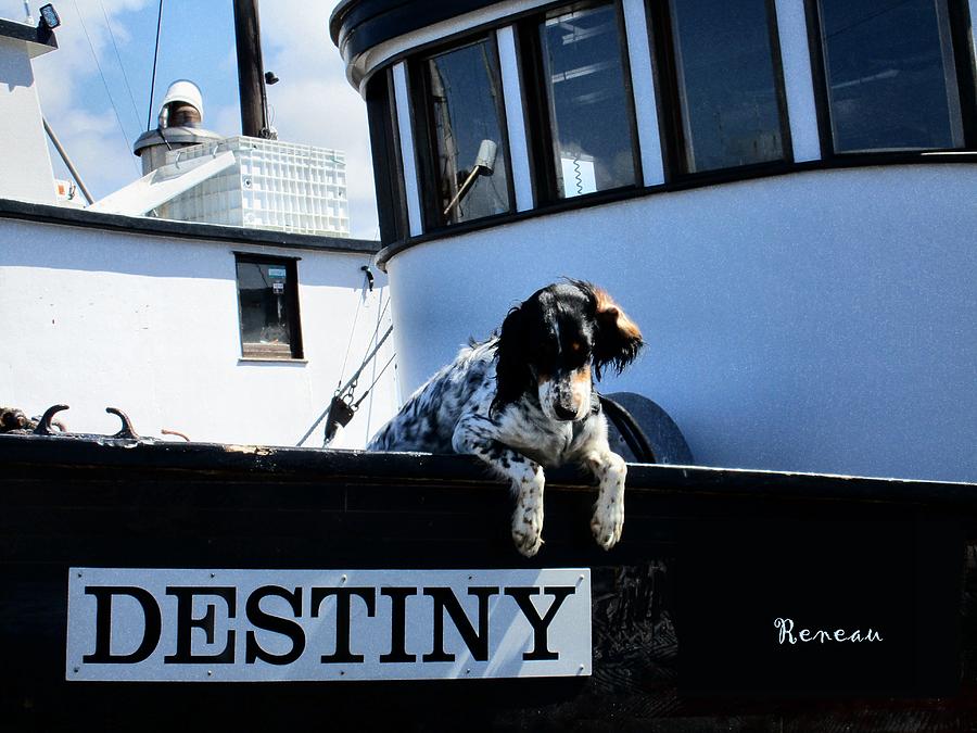 Dog Destiny Photograph by A L Sadie Reneau
