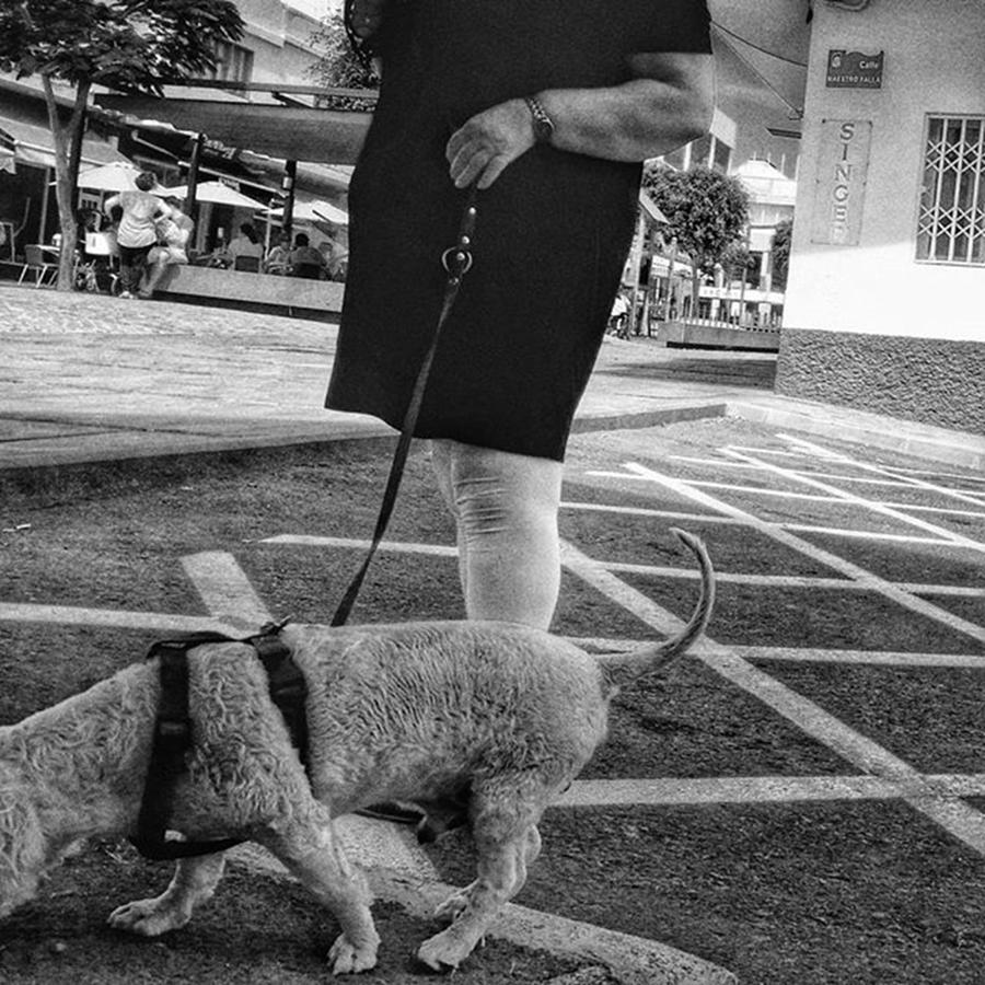 Animal Photograph - #dog #dogslover #animals #pet #people by Rafa Rivas