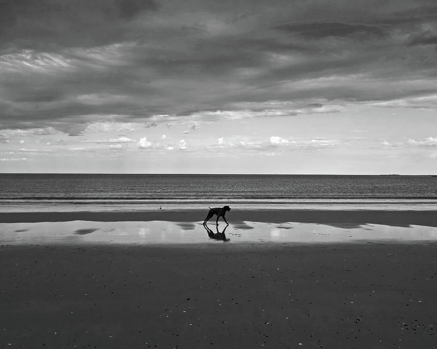 Dog enjoying the storm on Revere Beach Revere MA Photograph by Toby McGuire
