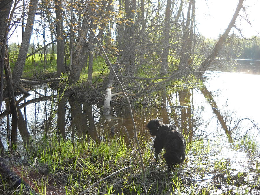 Dog Exploring Mississippi River Bank Photograph by Kent Lorentzen