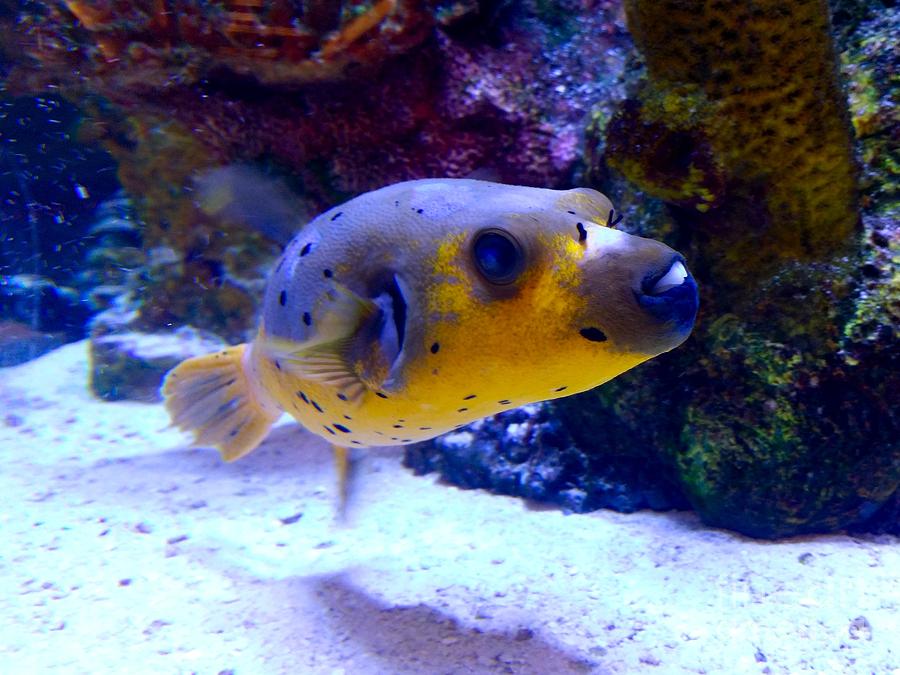 Dog-faced puffer Photograph by Ben Schumin - Fine Art America