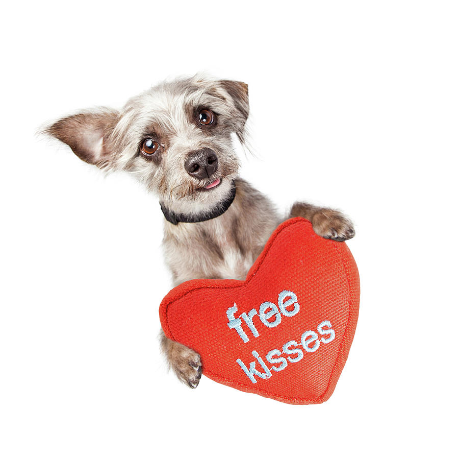 Dog Free Valentines Day Kisses Photograph by Good Focused