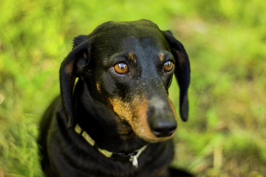 Dog Gazing into the Distance Photograph by Robert Barlow - Fine Art America