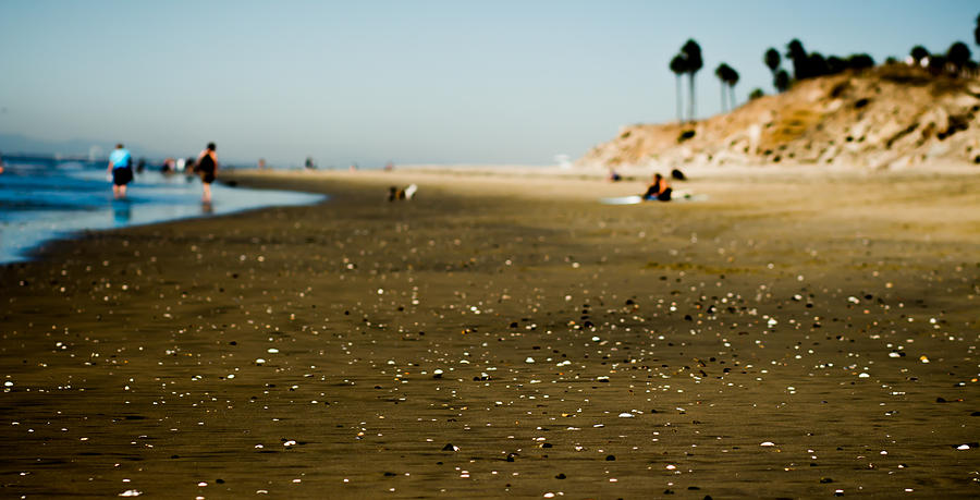 Tree Photograph - Dog gone Beach by Xavier Karikitan
