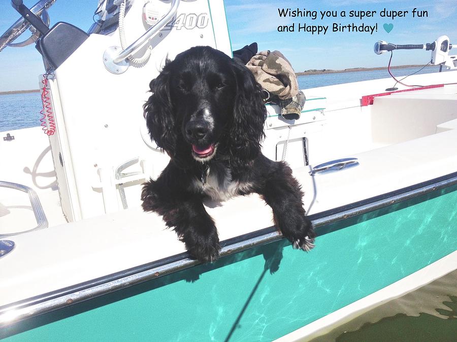 Dog Happy Birthday Card Photograph by Kristina Deane