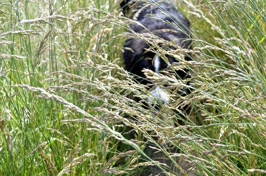 Dog Hiding in the Grass Photograph by Pelo Blanco Photo