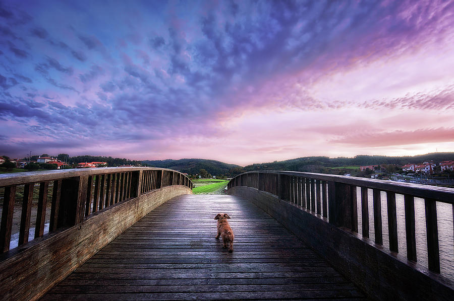 Dog In A Bridge Photograph by Mikel Martinez de Osaba