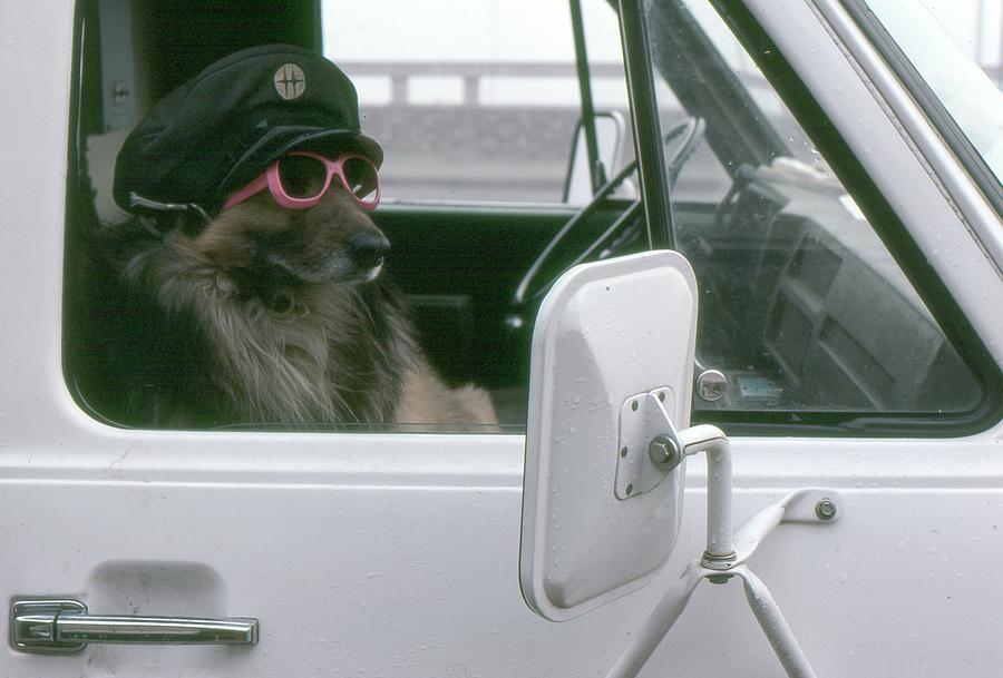 Dog In A Van  Photograph by Lyle Crump