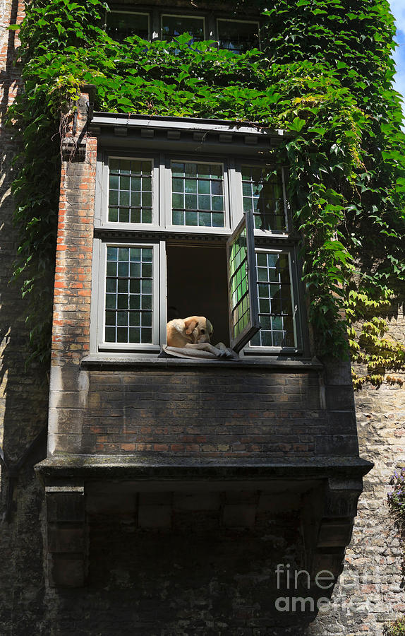 Dog in a Window Above the Canal in Bruges Belgium Photograph by Louise Heusinkveld