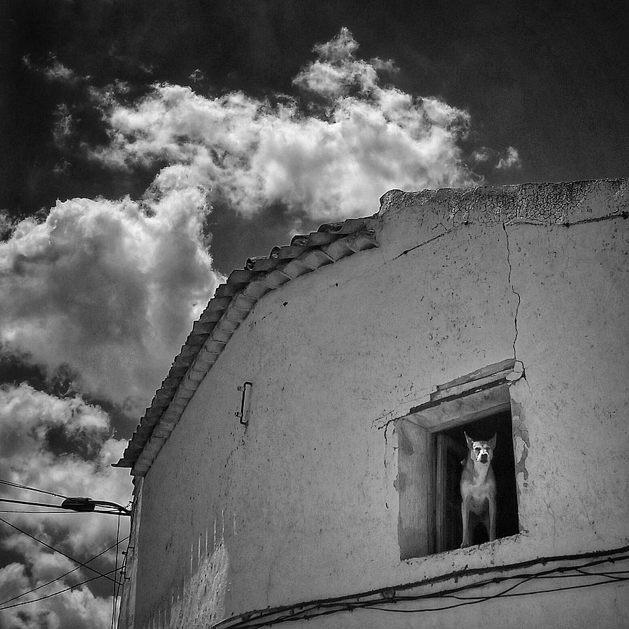 Black And White Photograph - Dog In A Window by Rafa Rivas