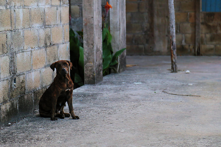 Dog in Building Photograph by George Hobbs - Fine Art America