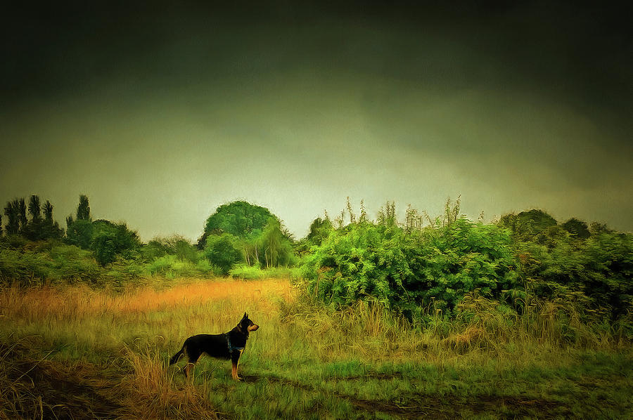 Nature Photograph - Dog in Chesire England landscape by Matthias Hauser