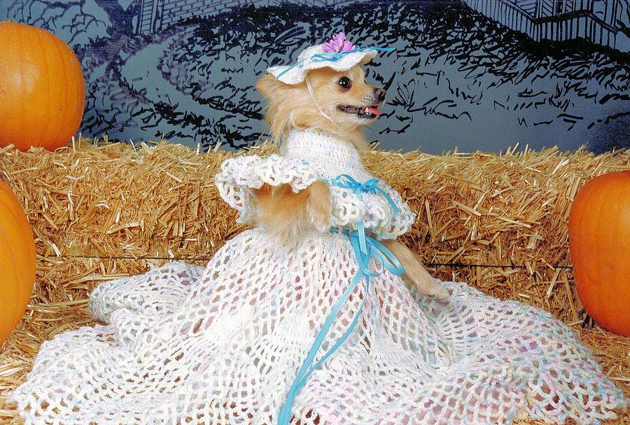 Dog in Cinderella dress Photograph by Laura Smith