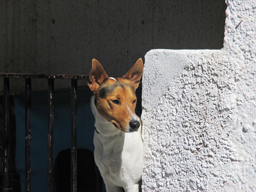 Dog in Pampaneira Photograph by Chani Demuijlder