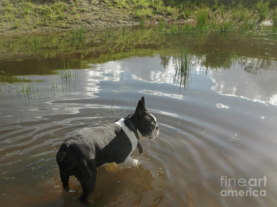 Dog in pond Photograph by Patricia Hofmeester