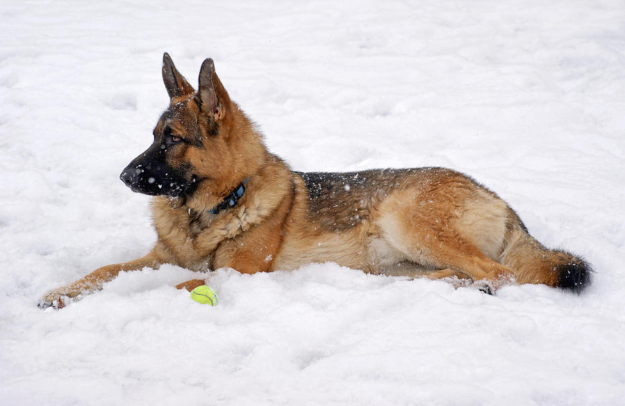 Dog in Snow Photograph by Sandy Keeton