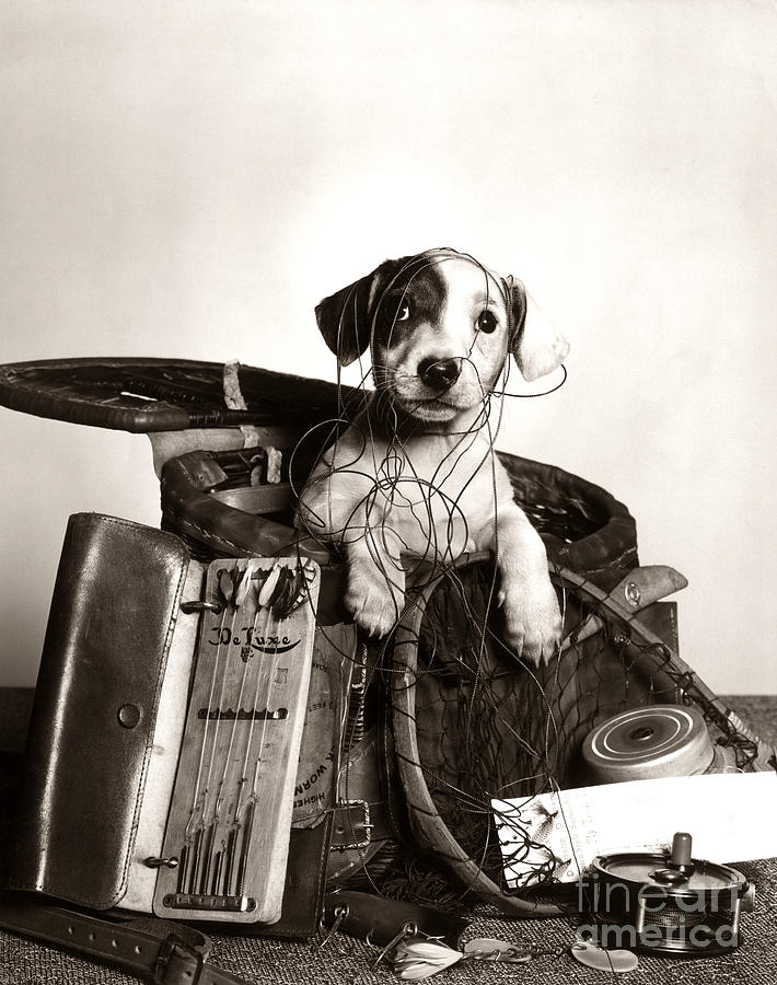 Dog In Tackle Box, C.1950s Photograph by H Armstrong Roberts and ClassicStock