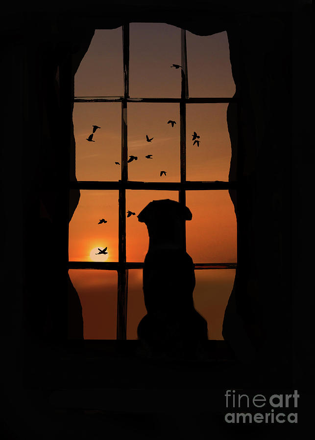 Dog in Window with Birds in Sunset Photograph by Stephanie Laird