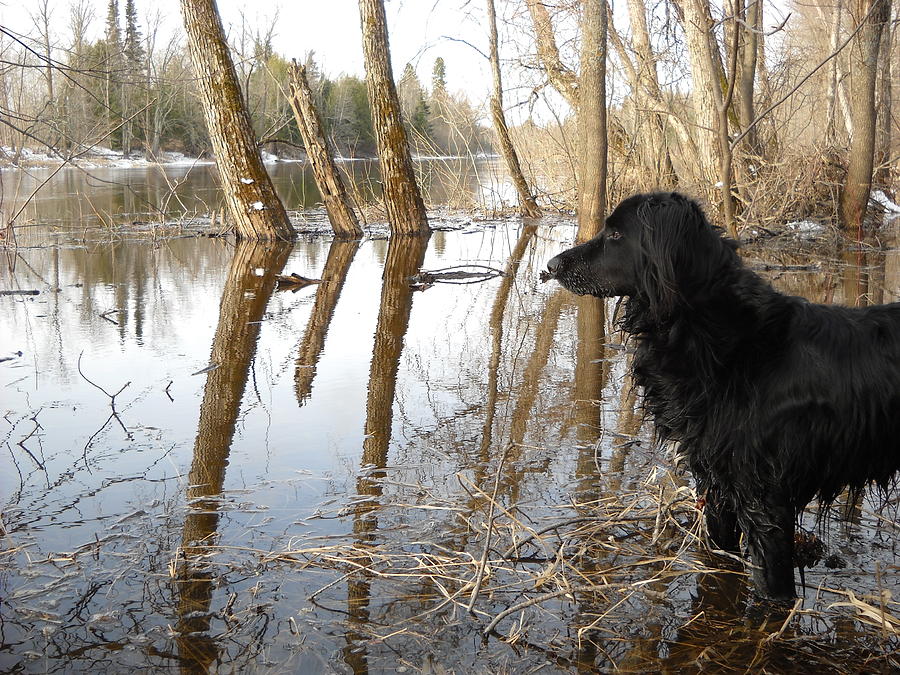 Dog Looking at Swollen River Photograph by Kent Lorentzen