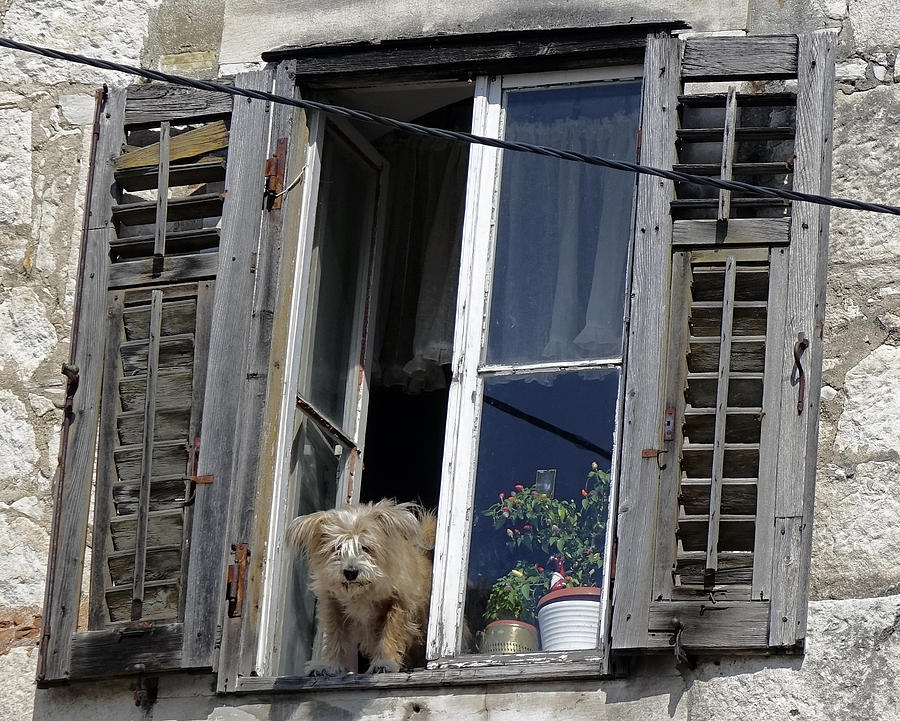 Dog Looking Out Of A Window In Split Croatia Photograph