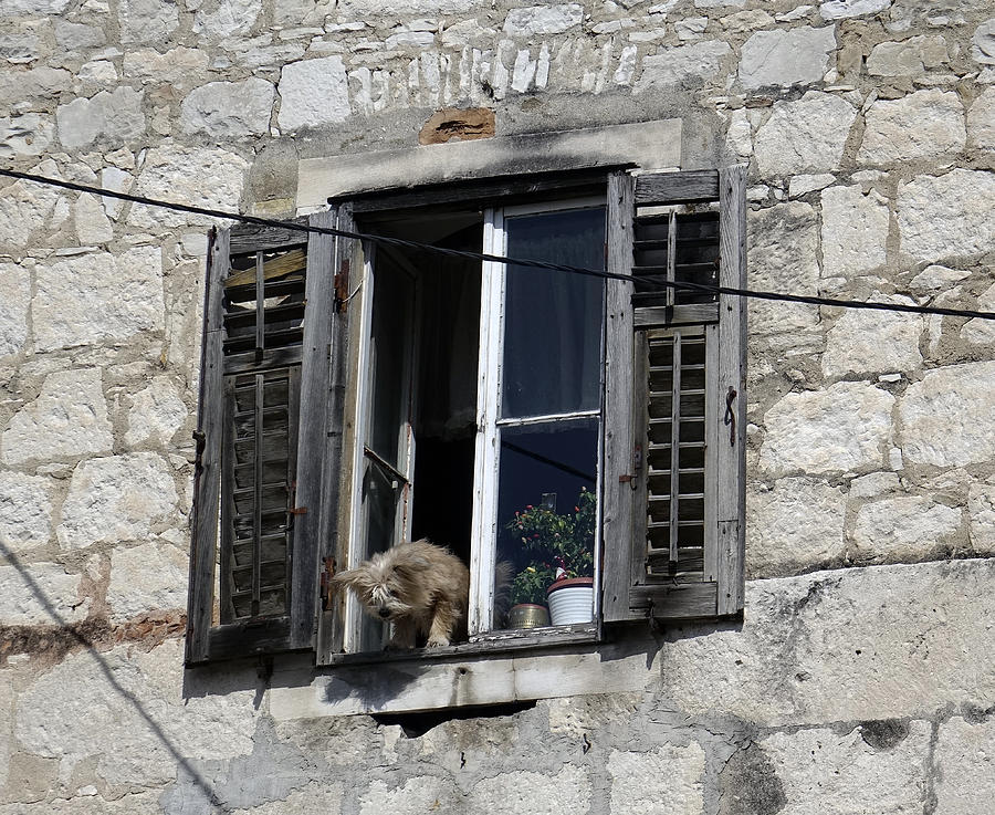 Dog Looking Out Of Open Window In Split Croatia Photograph by Rick Rosenshein