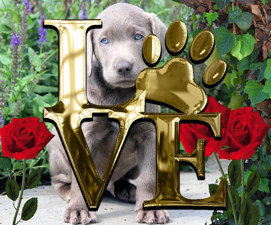 Dog Lover Collection Weimaraner Dog Puppy Mixed Media by Marvin Blaine