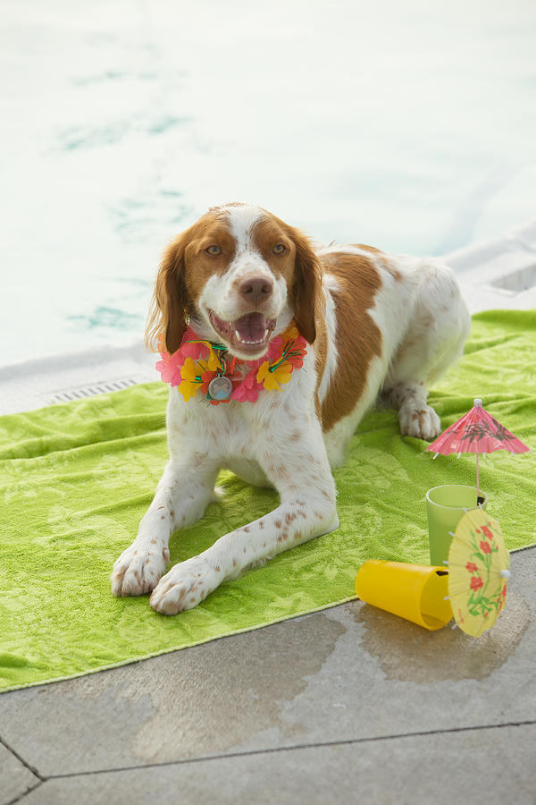 Animal Photograph - Dog Lying On Beach Towel by Gillham Studios