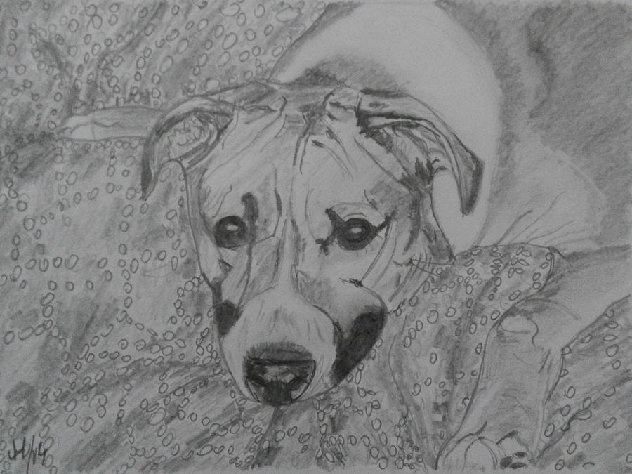Nature Drawing - Dog by Maria Woithofer
