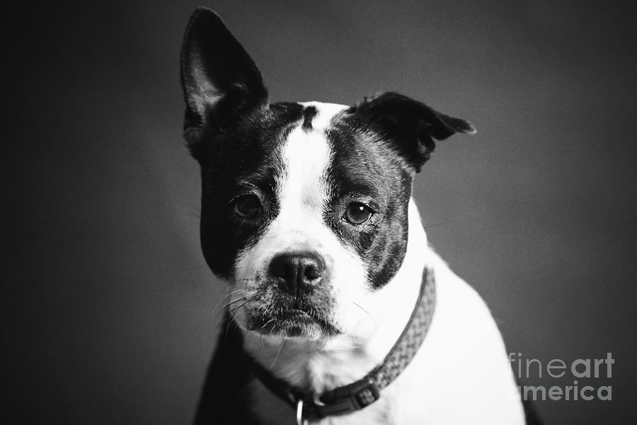 Dog - Monochrome 1 by Jesse Watrous Dog - Monochrome 1 by Jesse Watrous