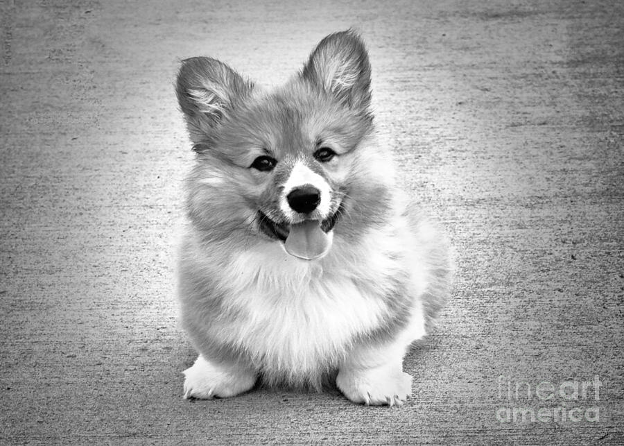Puppy - Monochrome 6 by Jesse Watrous Puppy - Monochrome 6 by Jesse Watrous