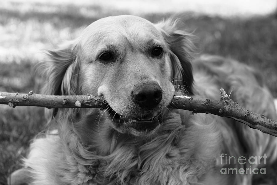 Dog - Monochrome 4 by Jesse Watrous Dog - Monochrome 4 by Jesse Watrous