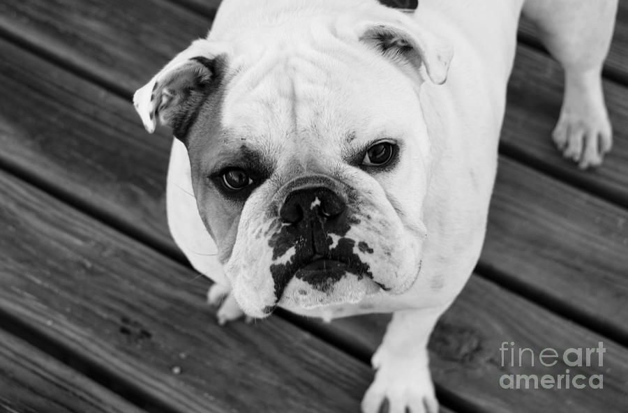 Dog - Monochrome 6 by Jesse Watrous Dog - Monochrome 6 by Jesse Watrous
