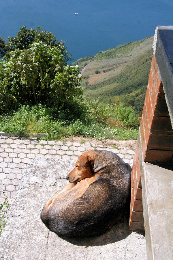 Dog napping by a lake Photograph by Laura Smith