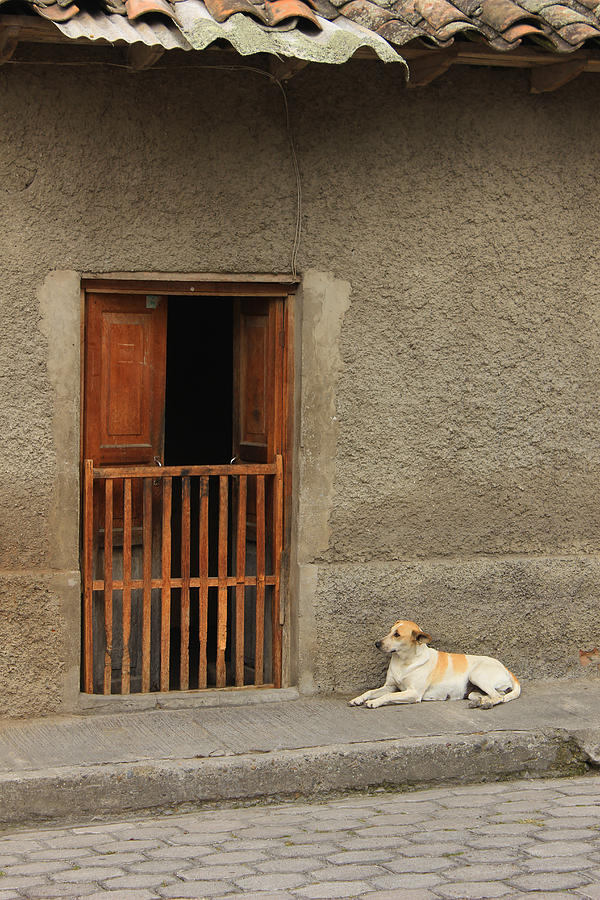 Dog Next to a Door Photograph by Robert Hamm - Fine Art America