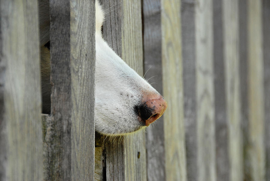 Dog Nose Photograph by Joye Ardyn Durham