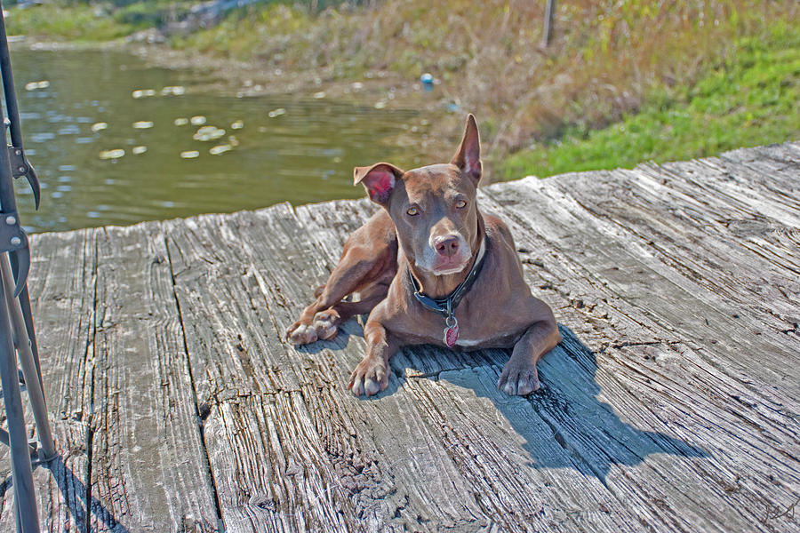 Dog On A Dock Photograph