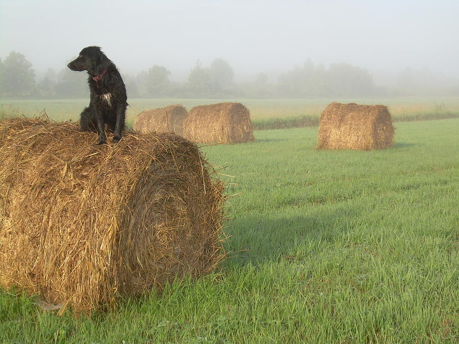 Dog on a Hay Bale Foggy Morning Photograph by Kent Lorentzen