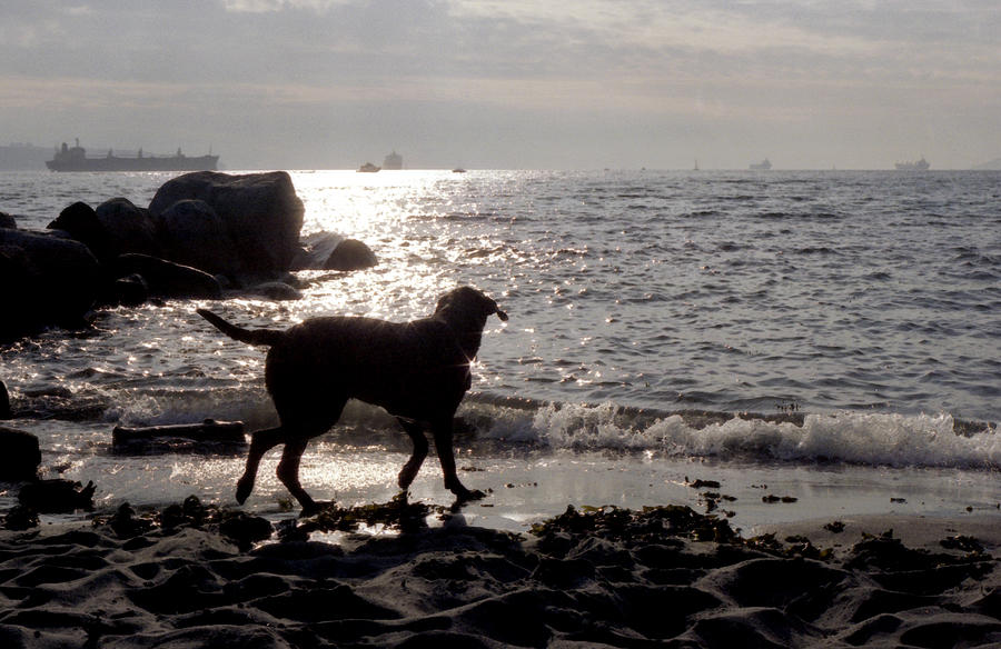 Dog on Beach WC 2 Photograph by Lyle Crump